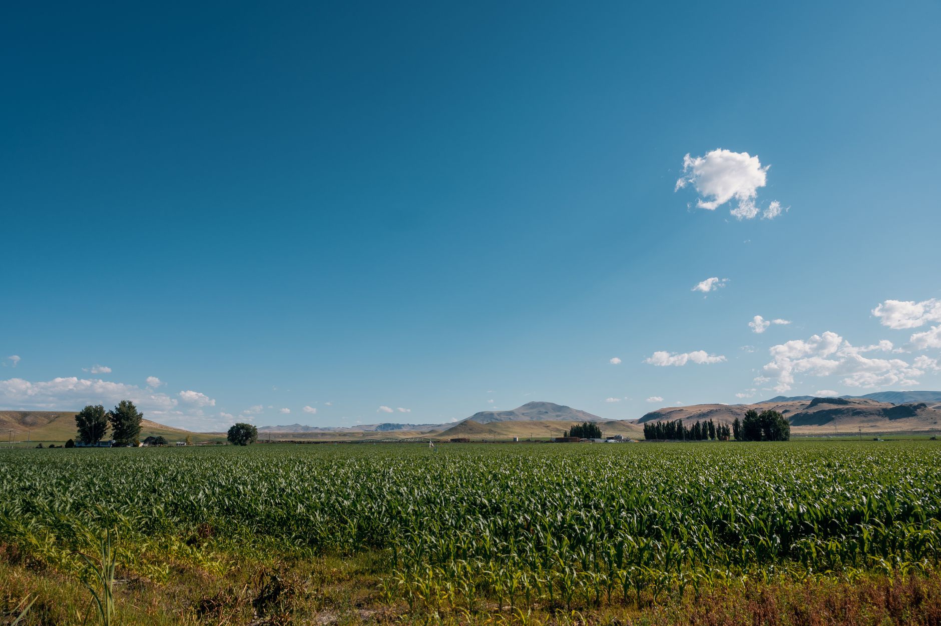 Rural Idaho farmland and rangeland at golden hour, representative of land for sale in Idaho