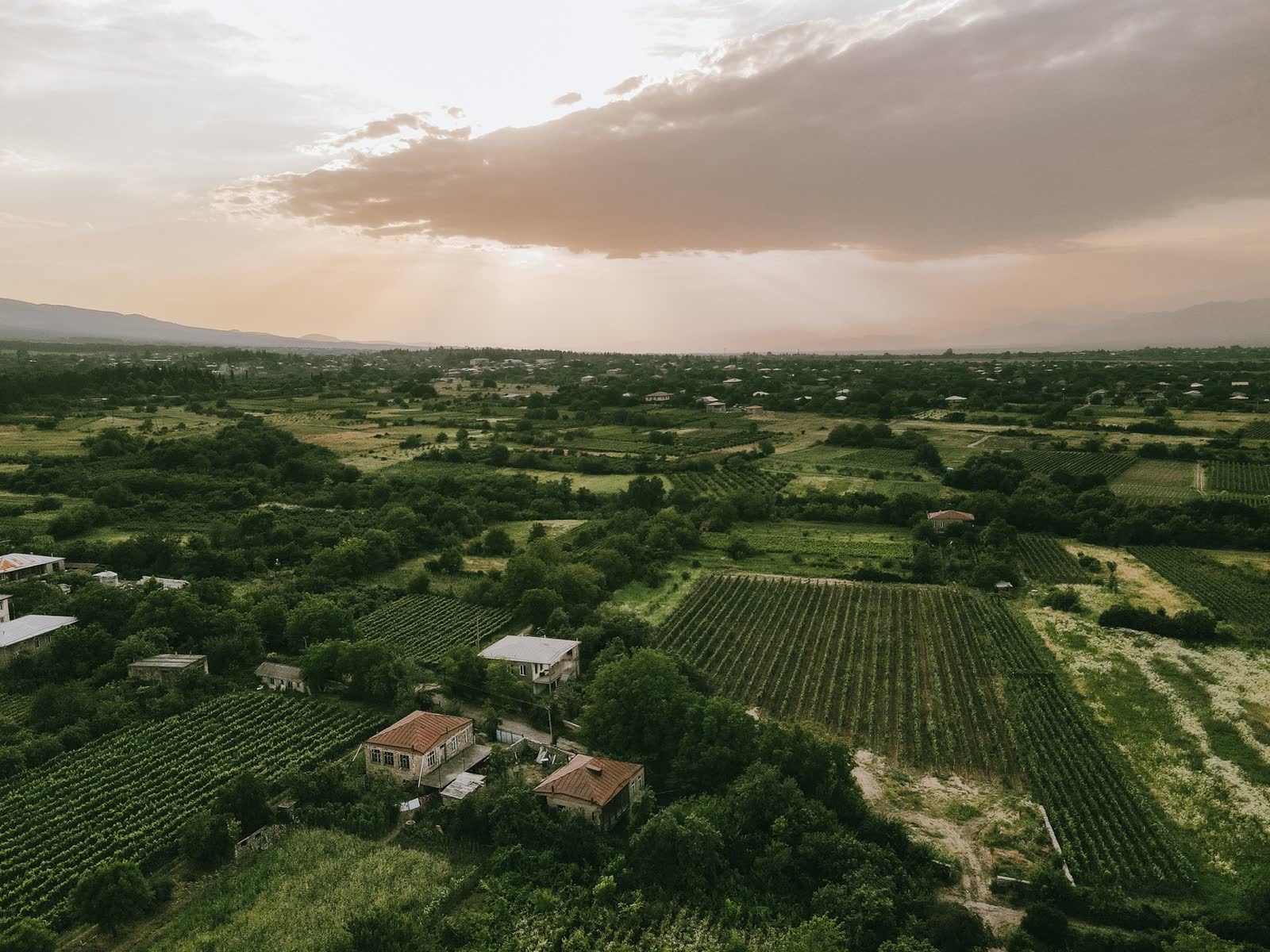 Aerial view of Georgia farmland and vineyard rows at sunset