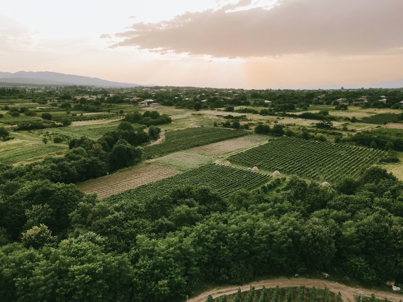Rolling Georgia row-crop and vineyard acreage