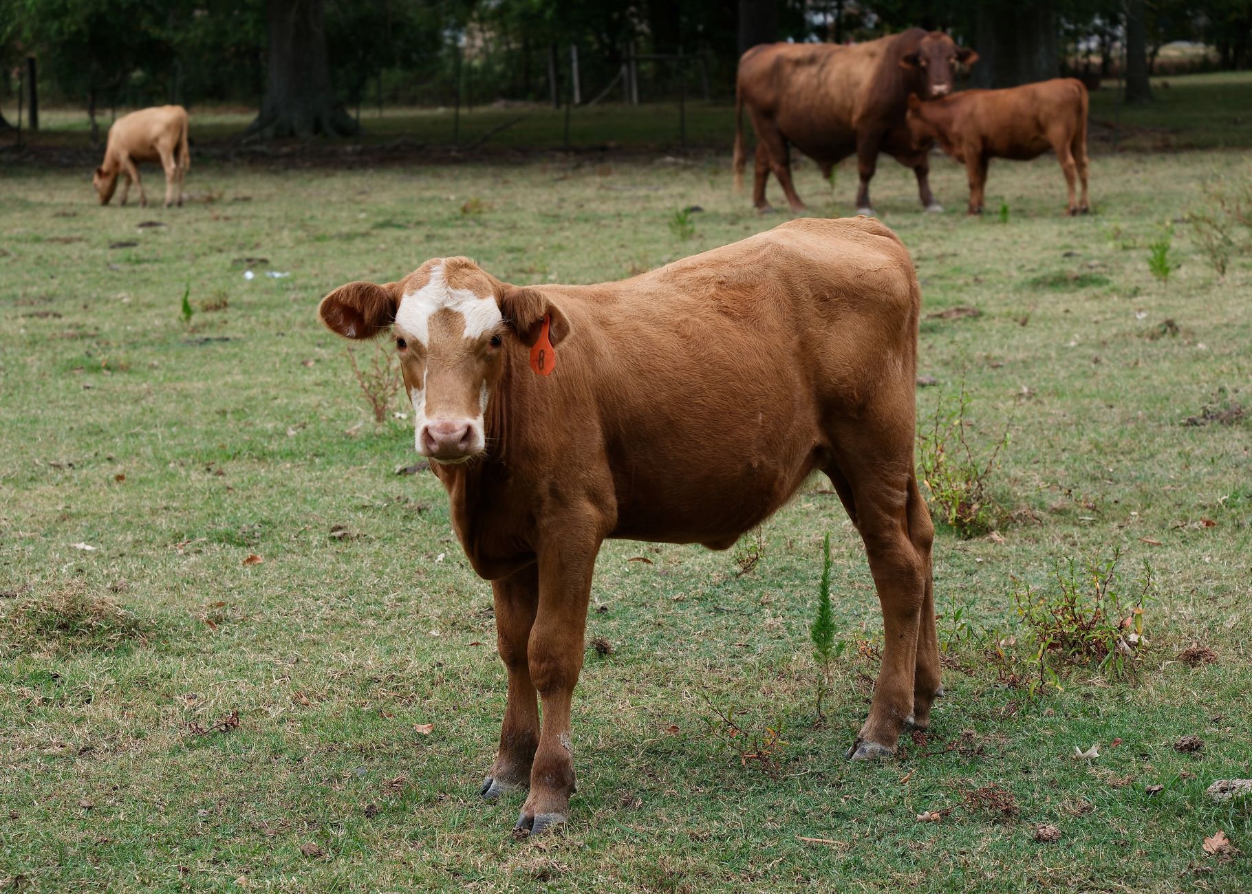 Northwest Alabama cattle pasture representative of Marion County land
