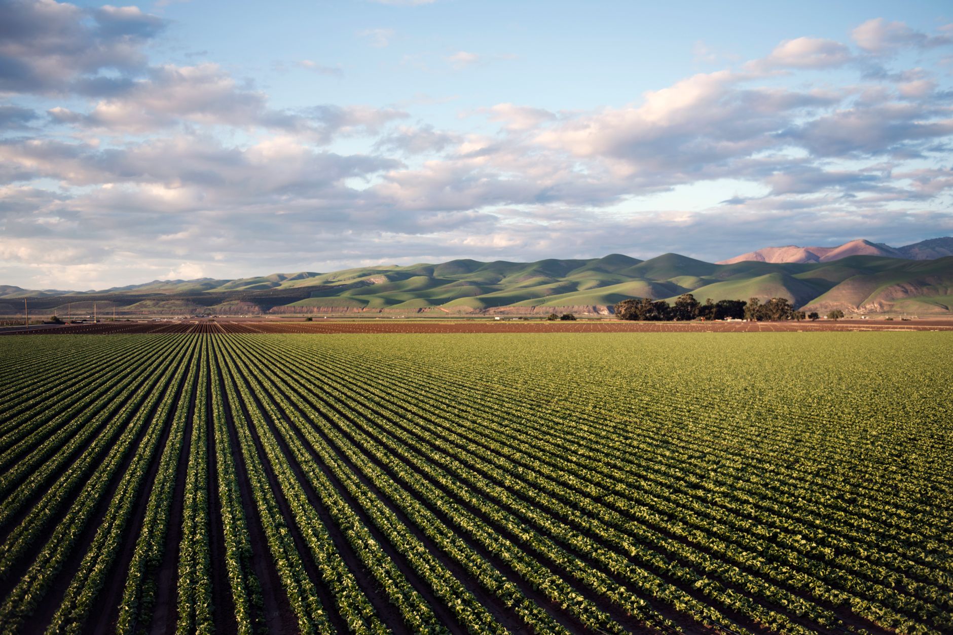 Flat irrigated San Joaquin Valley cropland near Hanford, California, under a soft morning sky.