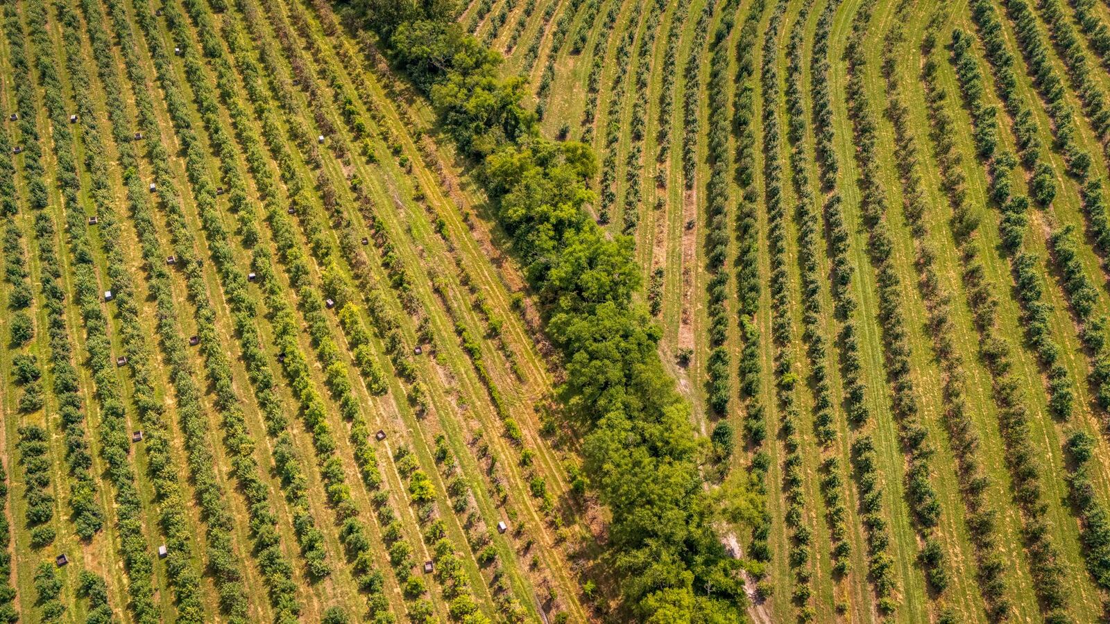 Aerial view of rows of peach trees in an Edgefield County South Carolina orchard