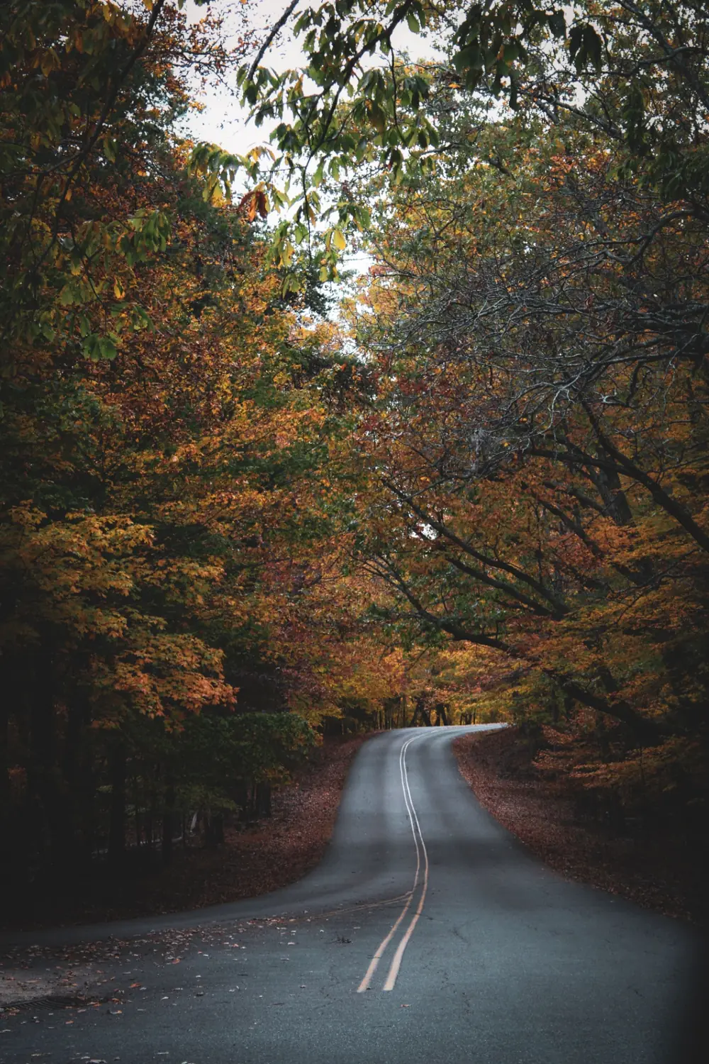 Rural Tennessee road under a canopy of fall color — mountain and pasture land for sale