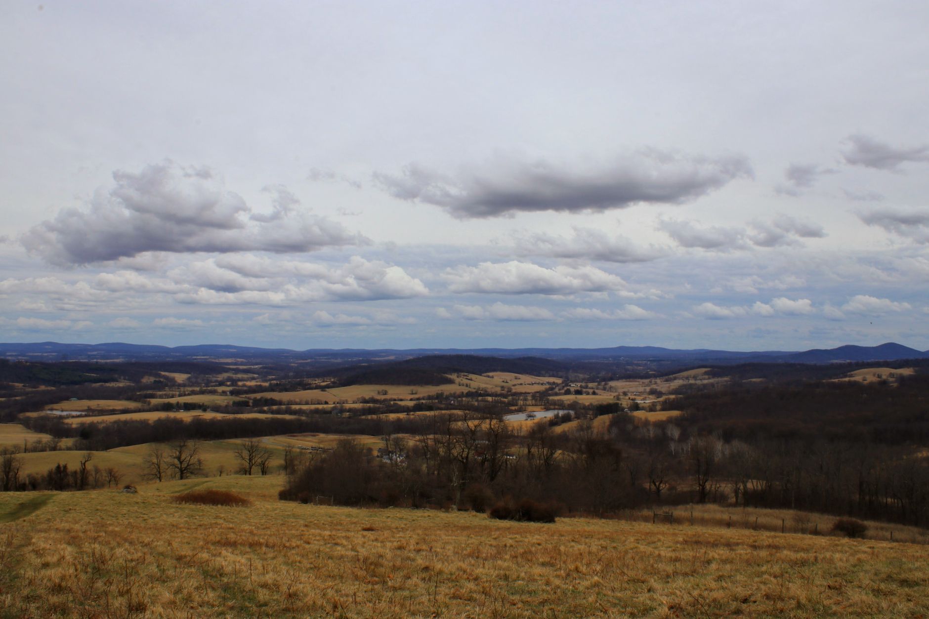 Pine timber tract in Dinwiddie County, Virginia.