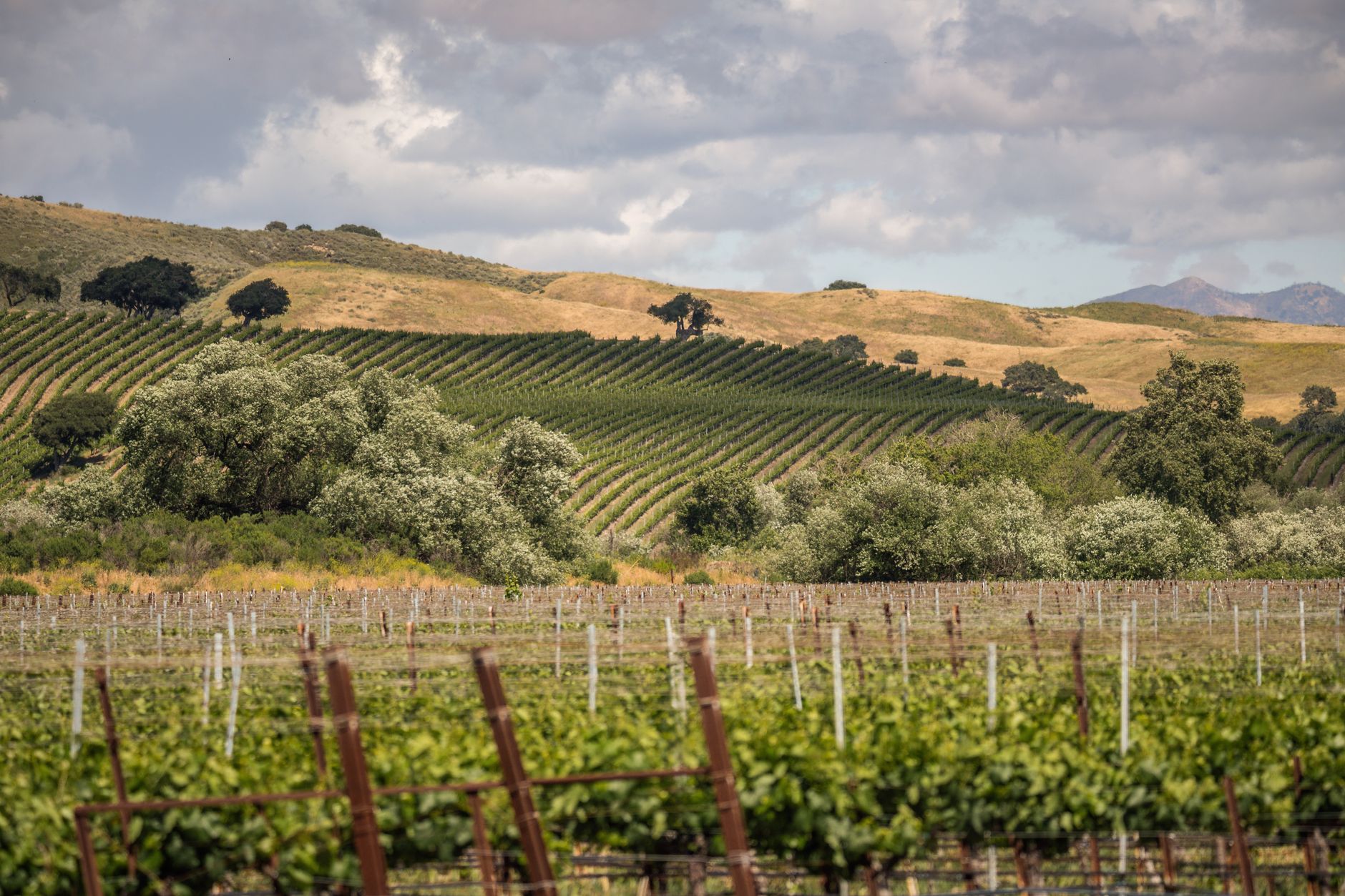 Golden California rangeland and foothills near Winters, Yolo County.