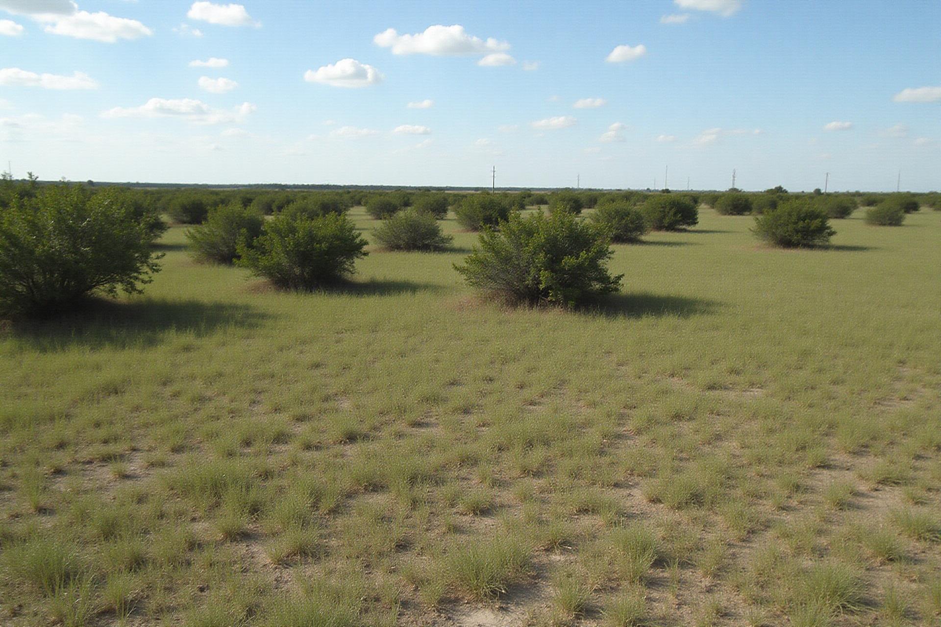 Hunting property in Bee County Texas